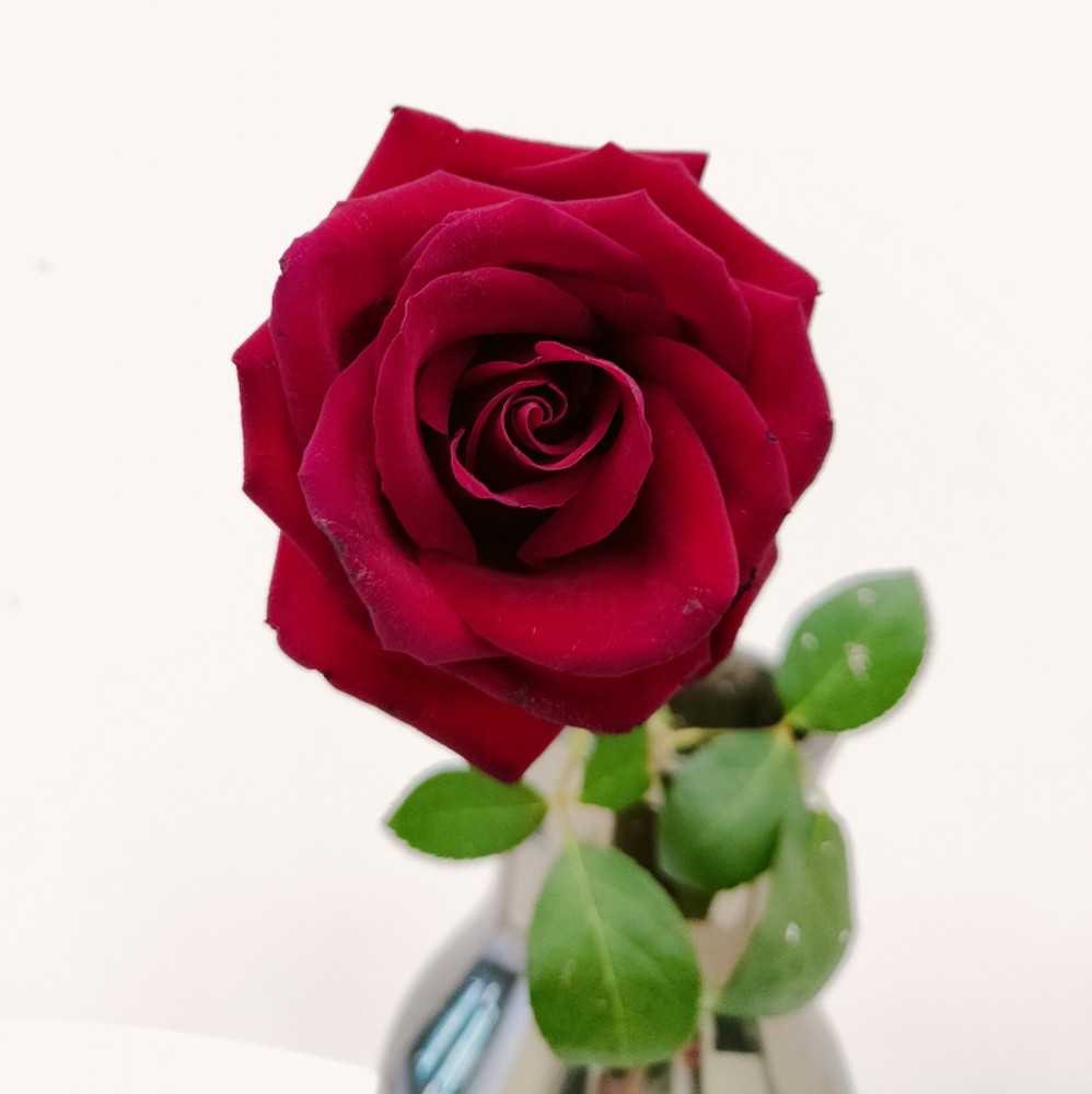 卡罗拉红玫瑰20元一束（4支）2.jpg